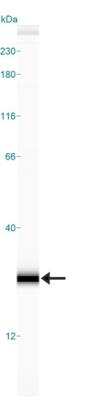 Simple Western: Histone H4 [Trimethyl Lys20] AntibodyBSA Free [NB21-2090]